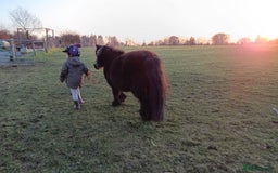Shetland pony horses for sale: Lead rein pony and companion  - Image 3