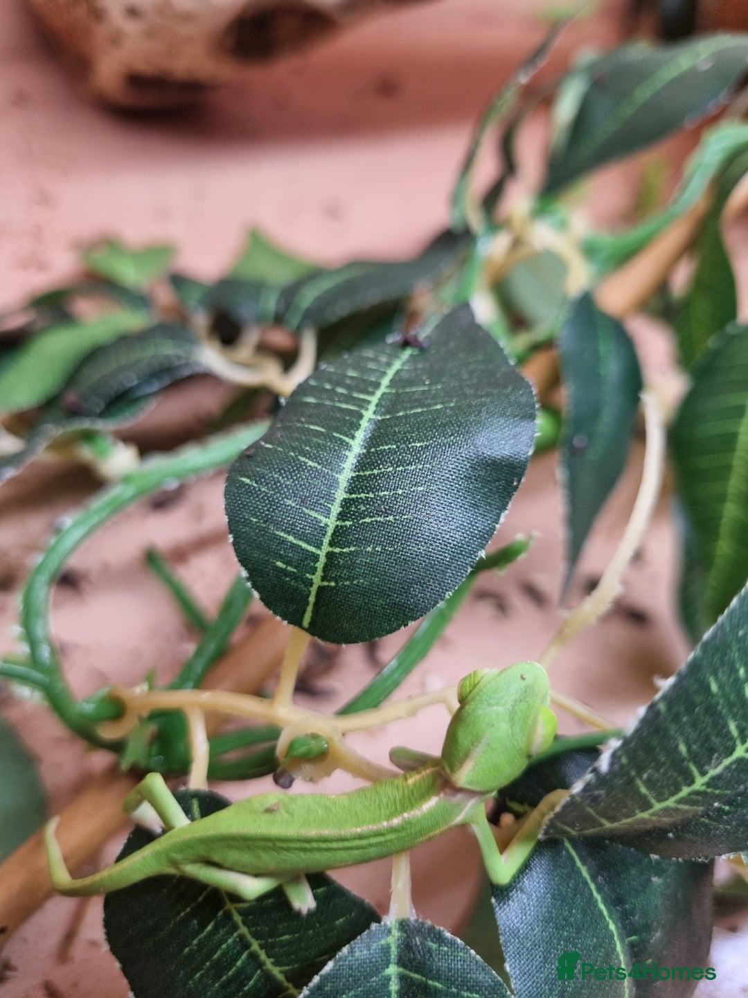 Chameleon reptiles for sale: CHAMELEONS  - Advert 3