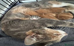 Mixed Breed cats for sale: 5 bsh mixed kittens ready  - Image 16