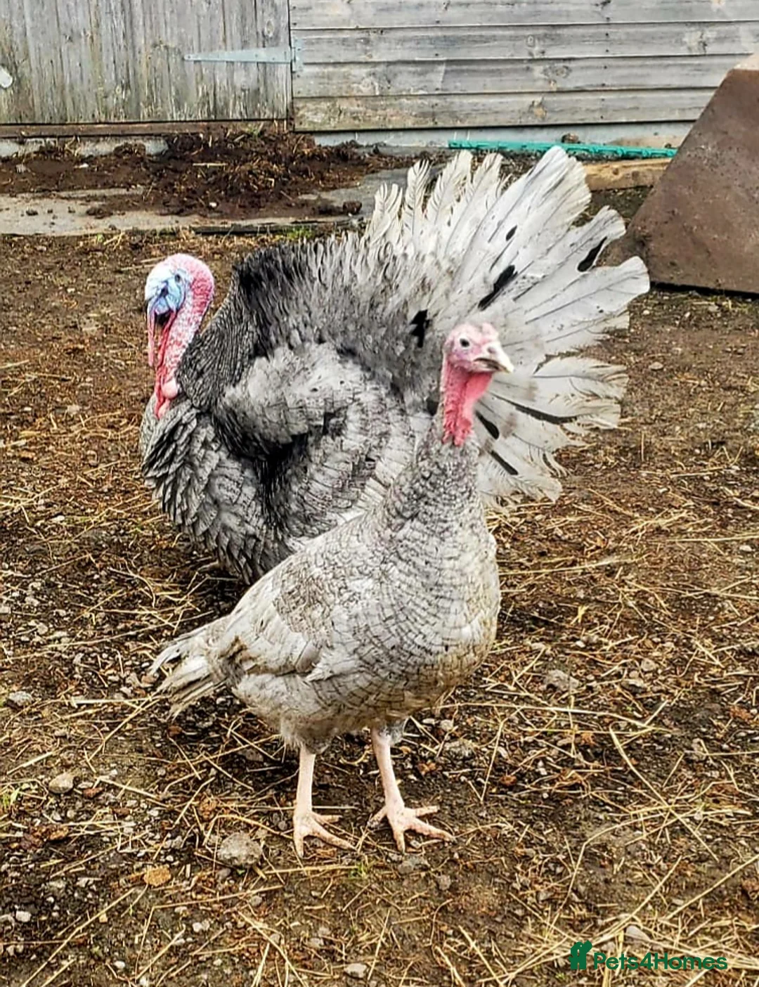 Turkeys poultry for sale: Turkey Chicks Available, pure colours - Advert 1