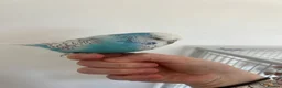Budgerigars birds for sale: Blue budgie - Boyle - Advert 3