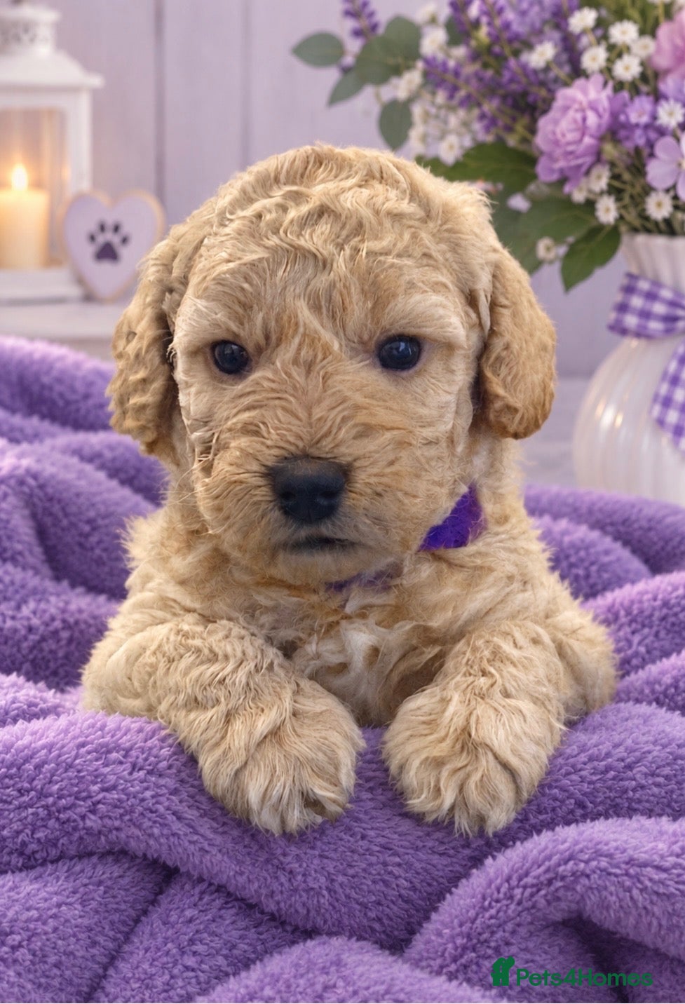 Cockapoo dogs Stunning boy and beautiful girl left 🩷💙 - Advert 20