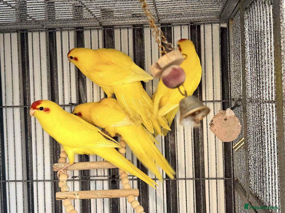 Parakeets birds for sale: kakarikis 8 weeks old  - Advert 1