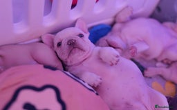French Bulldog dogs for sale: KC French Bulldog Ready Now ! - Image 30