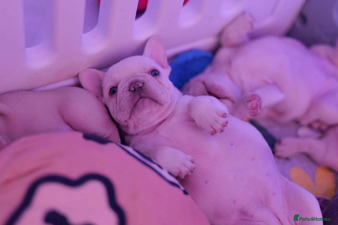 French Bulldog dogs for sale: KC French Bulldog Ready Now ! - Image 30