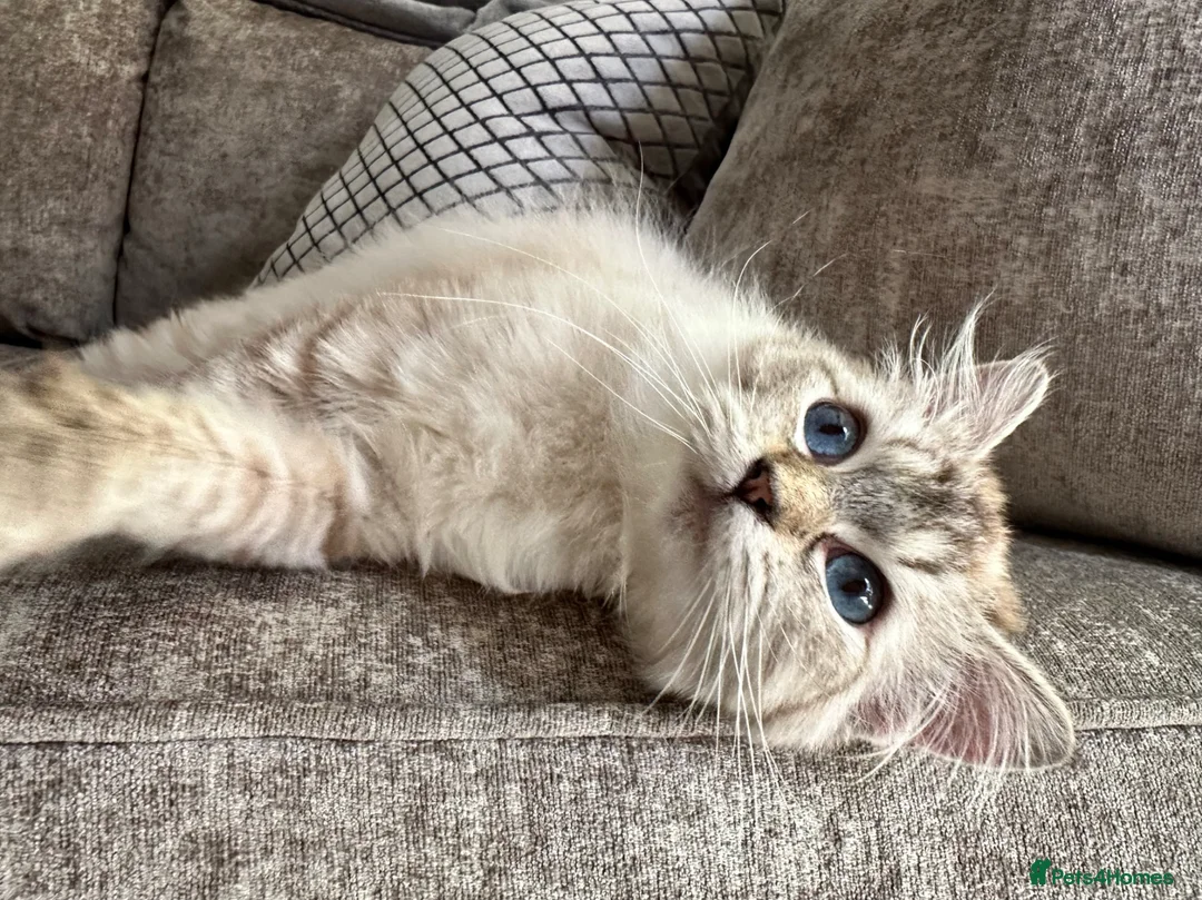 Ragdoll cats for sale: CHOCOLATE TABBY CP FEMALE KITTEN.  - Advert 2