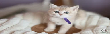 British Shorthair Boy