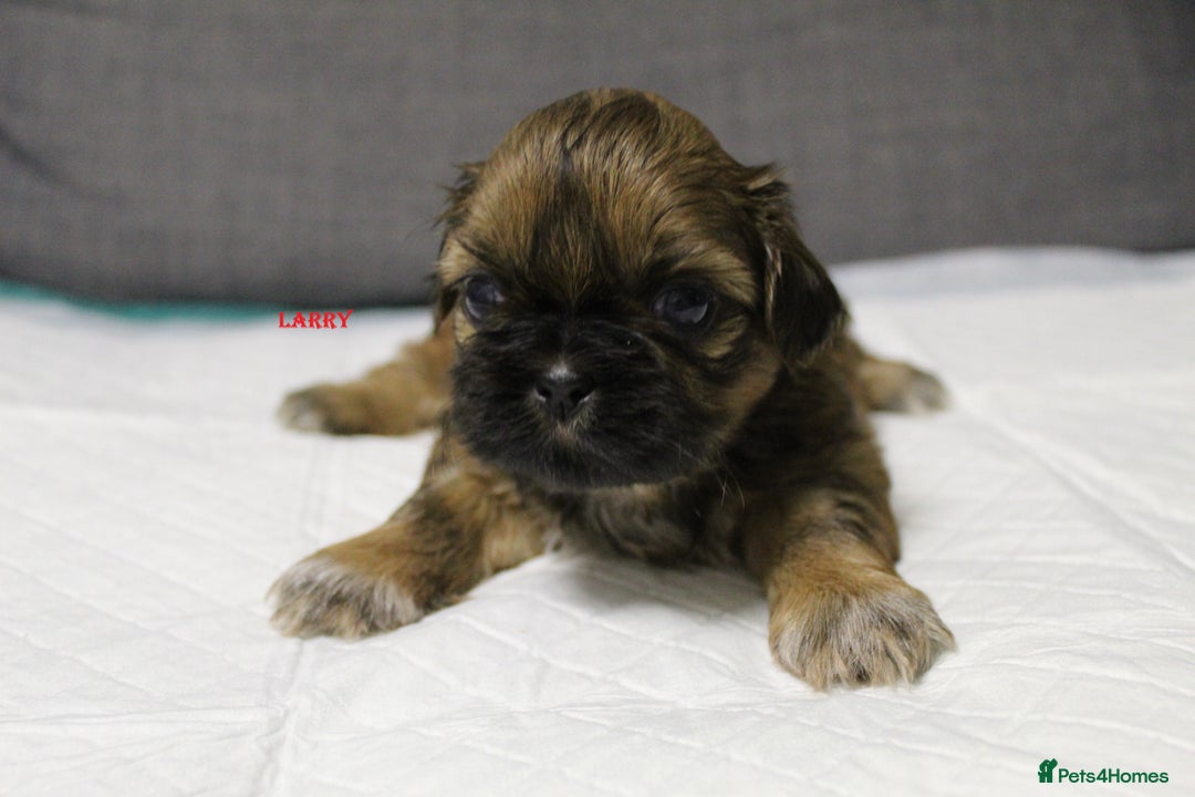 Shih Tzu dogs for sale: LOVELY SHIH TZU PUPPIES  - Image 18