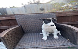 Lurcher dogs for sale: Lurcher puppies  - Image 6