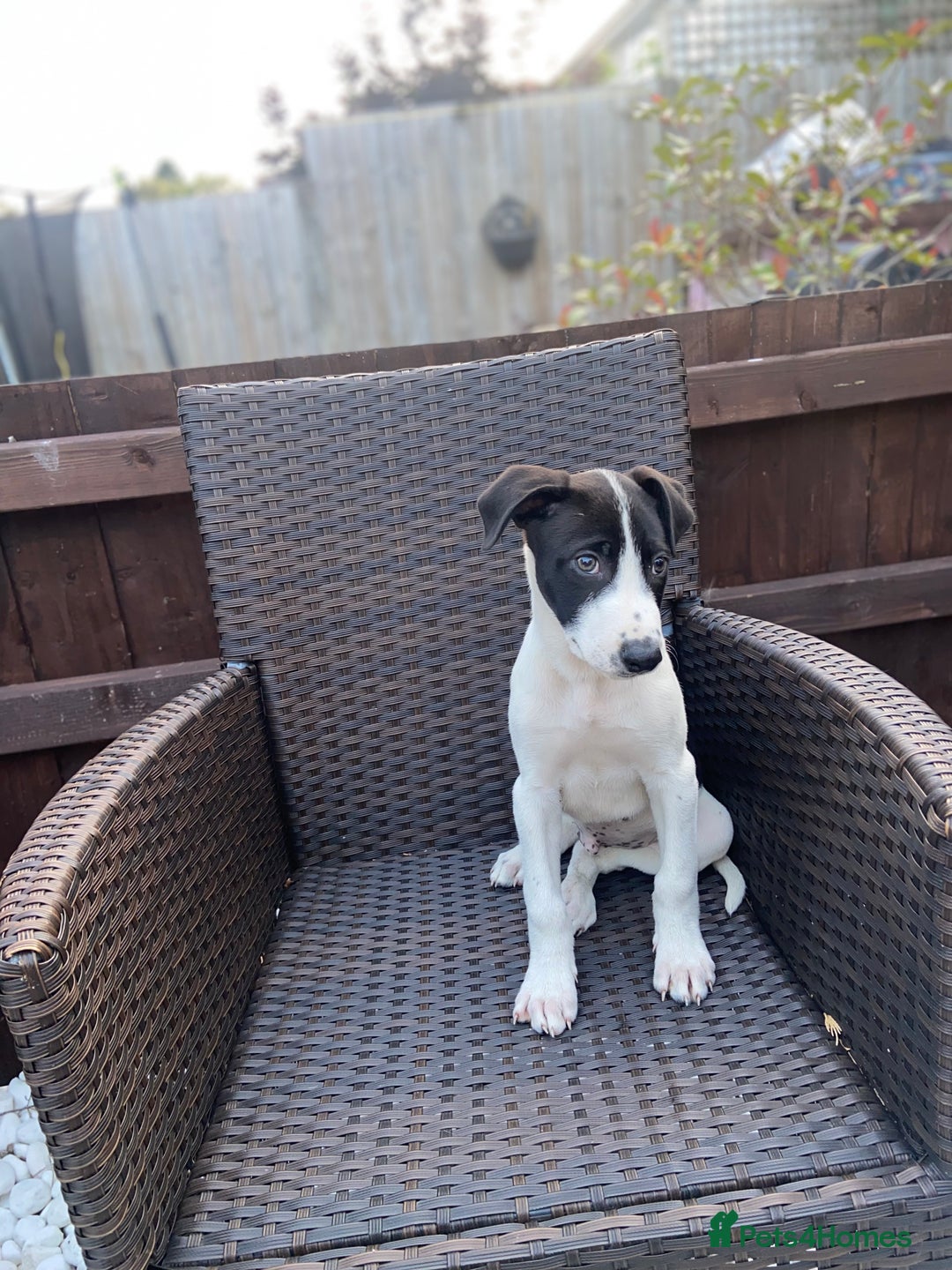 Lurcher dogs for sale: Lurcher puppies  - Image 6