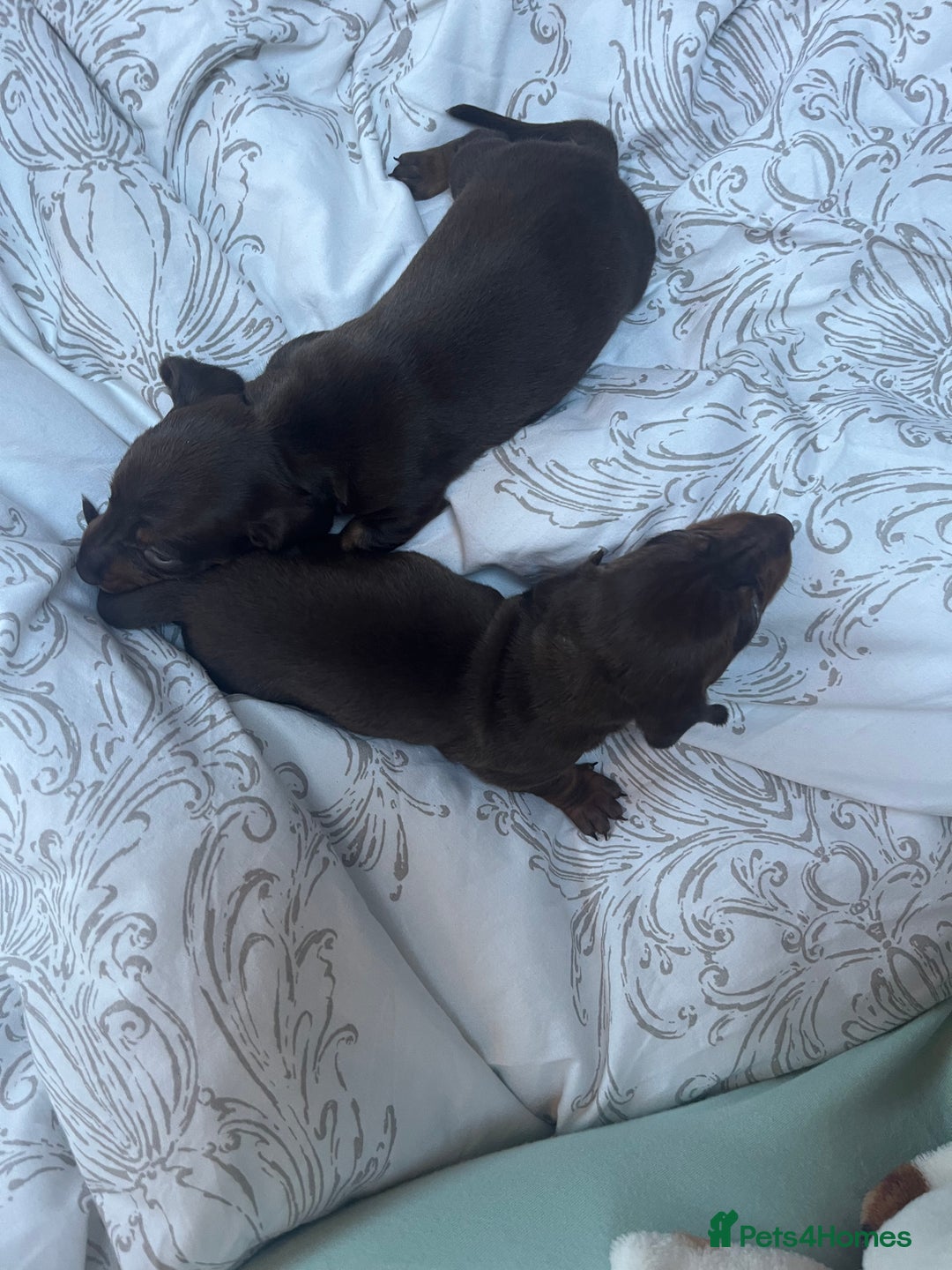 Miniature Dachshund dogs for sale: miniature dachshunds - Advert 2