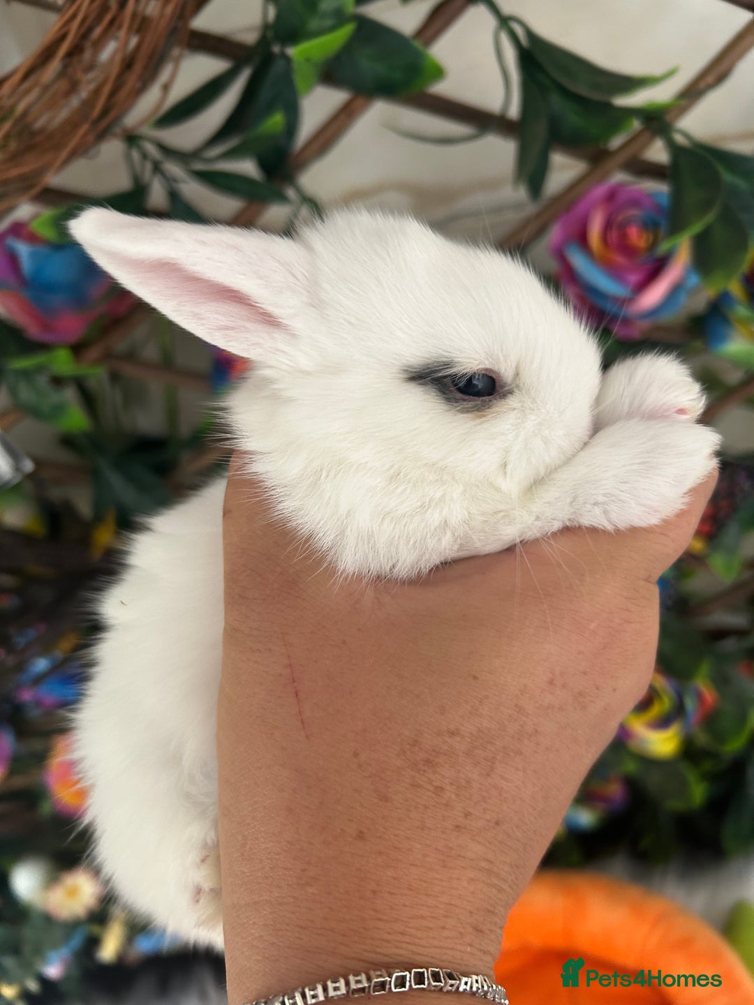 Mini Lop rabbits for sale: Pure Breed Mini lops  - Image 24