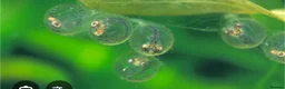 Ricefish fish for sale: Japanese ricefish Medaka fertilised eggs, juvenile - Advert 1