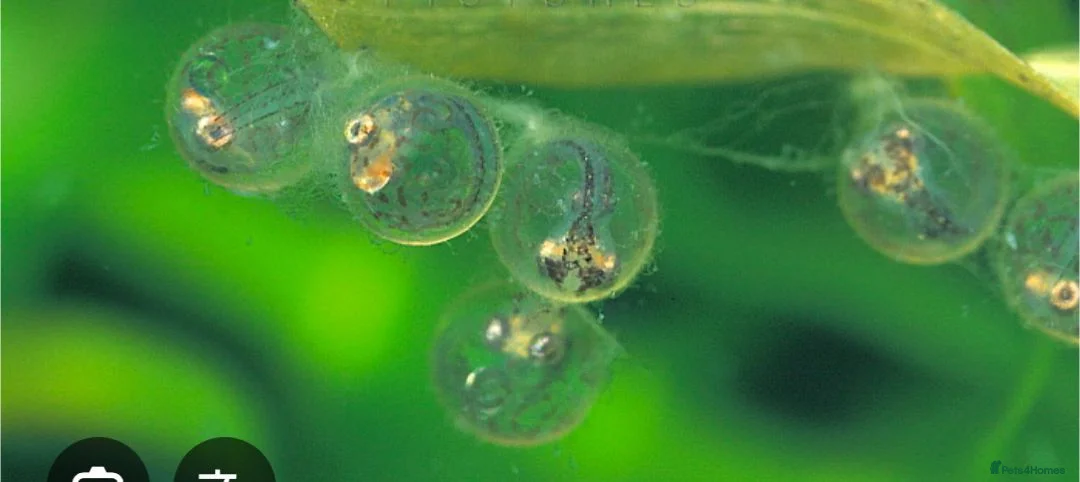 Ricefish fish for sale: Japanese ricefish Medaka fertilised eggs, juvenile - Advert 1