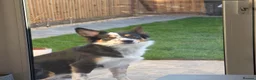 Border Collie dogs for sale: 17 months - lovely Border. in Milton Keynes - Advert 3