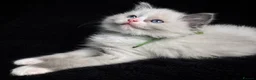 Ragdoll cats for sale: Sweet Ragdoll Kittens Looking for Loving Families  - Advert 13