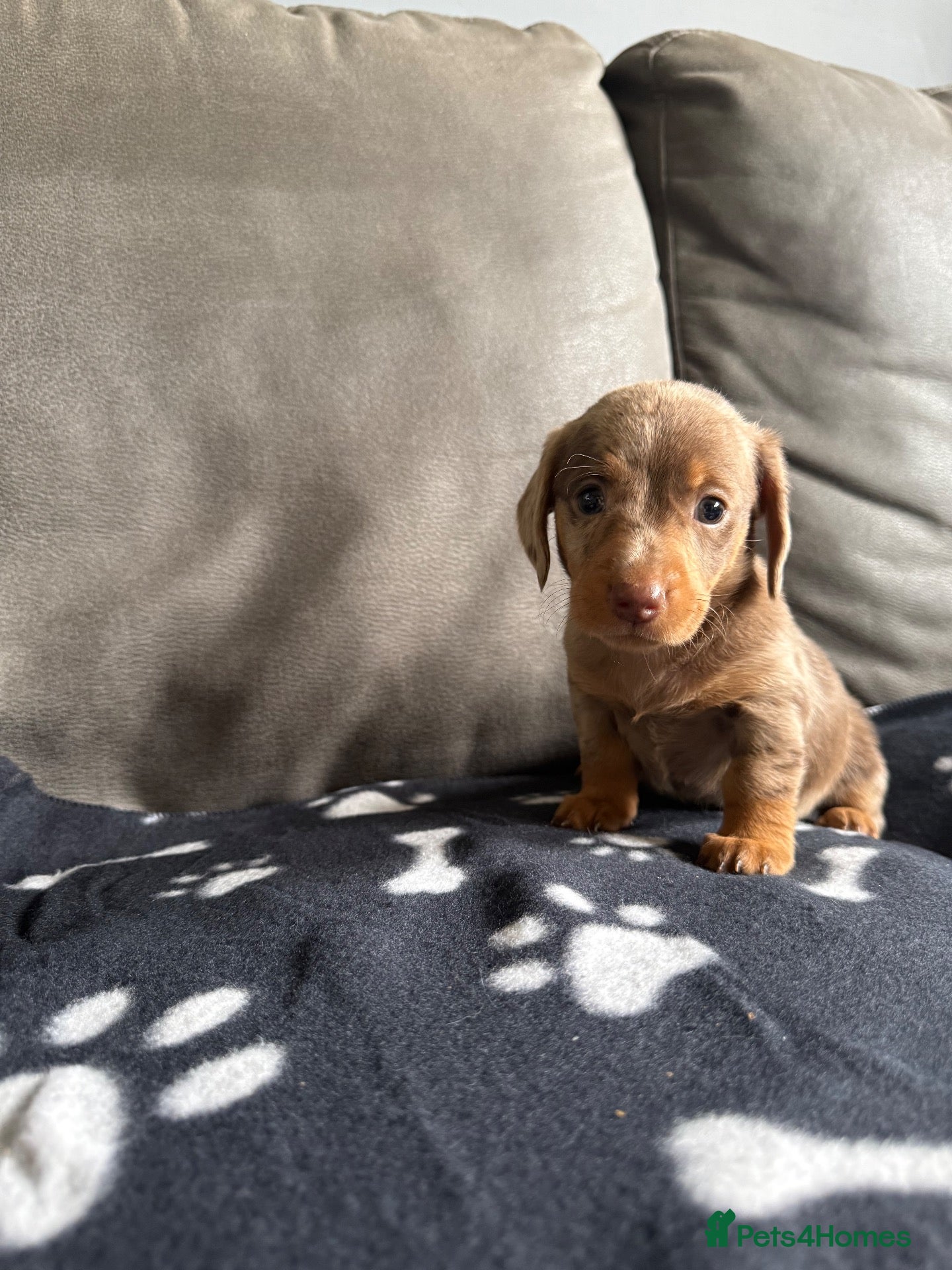 Dachshund dogs 4 playful dachshund pups  - Advert 1