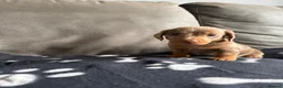 Dachshund dogs for sale: 4 playful dachshund pups  - Advert 1