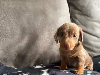 Dachshund dogs 4 playful dachshund pups - Advert 16