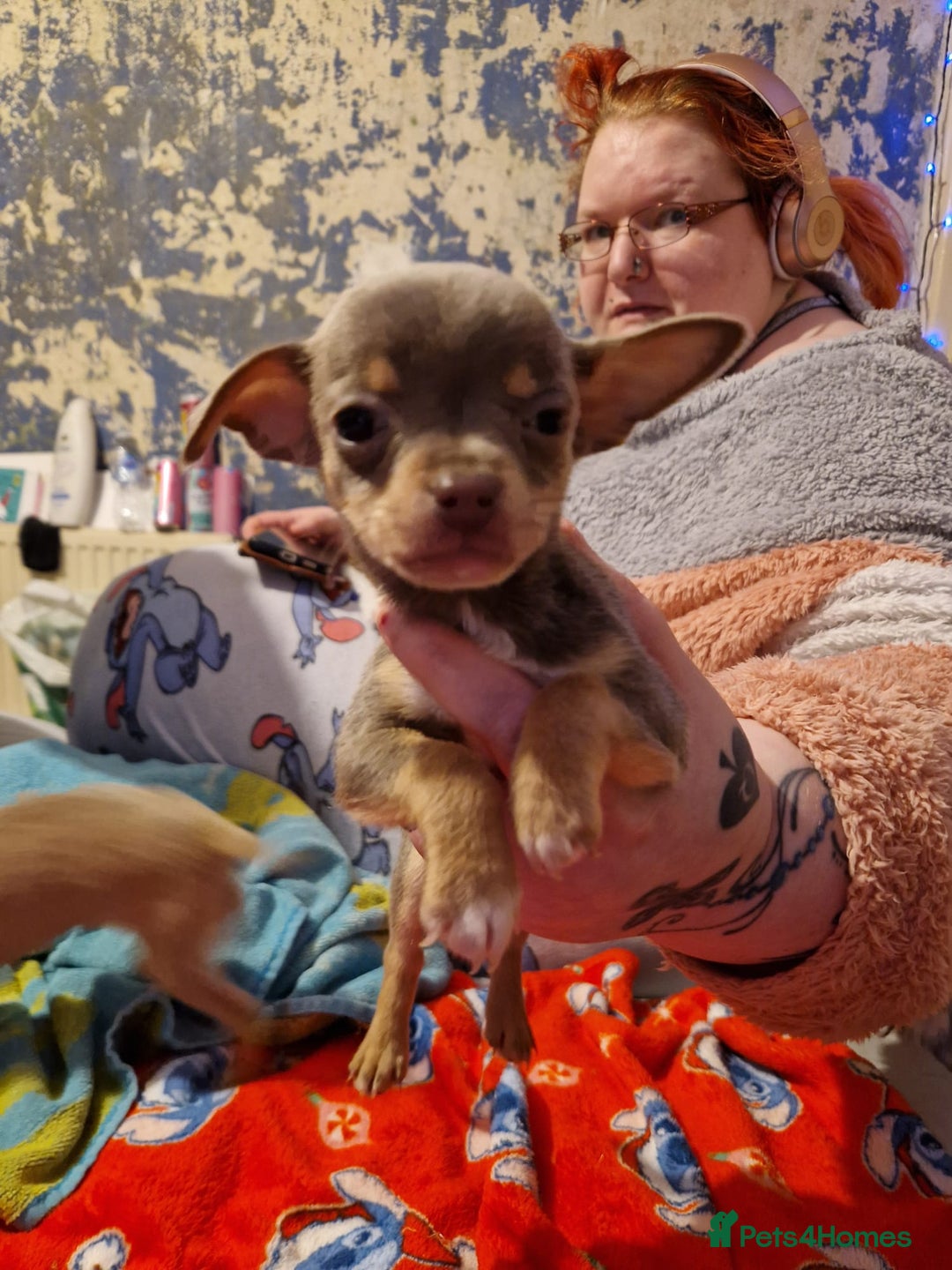 Chihuahua dogs for sale: 8 week old puppys for sale - Advert 1