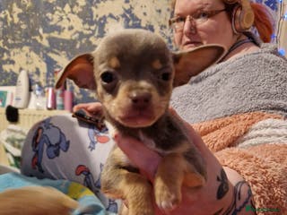 Chihuahua dogs 8 week old puppys for sale - Advert 6