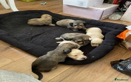 Miniature Dachshund dogs for sale: Quality KC Minature Longhaired Dachshund for sale  - Image 5