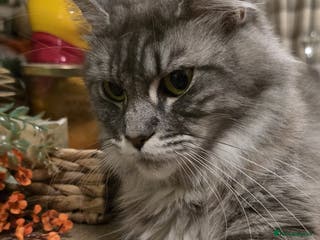 Maine Coon cats Little Maine coon babies - Advert 11