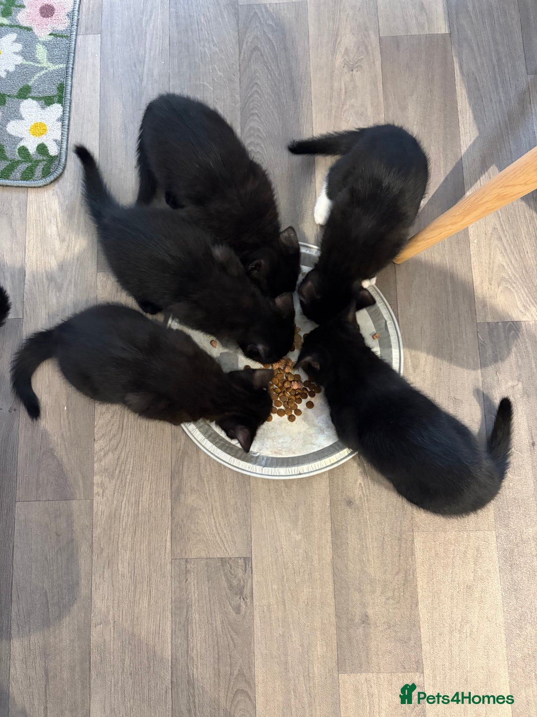 Mixed Breed cats for sale: Adorable Black Kittens – 3 Left! - Advert 1