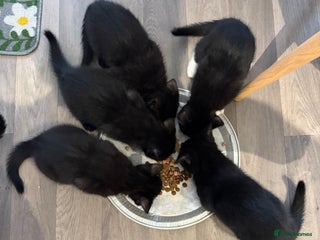 Mixed Breed cats Adorable Black Kittens – 3 Left! - Advert 1