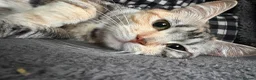 British Shorthair cats for sale: 5 Gorgeous BSH x Scottish Straight Kittens - Advert 20