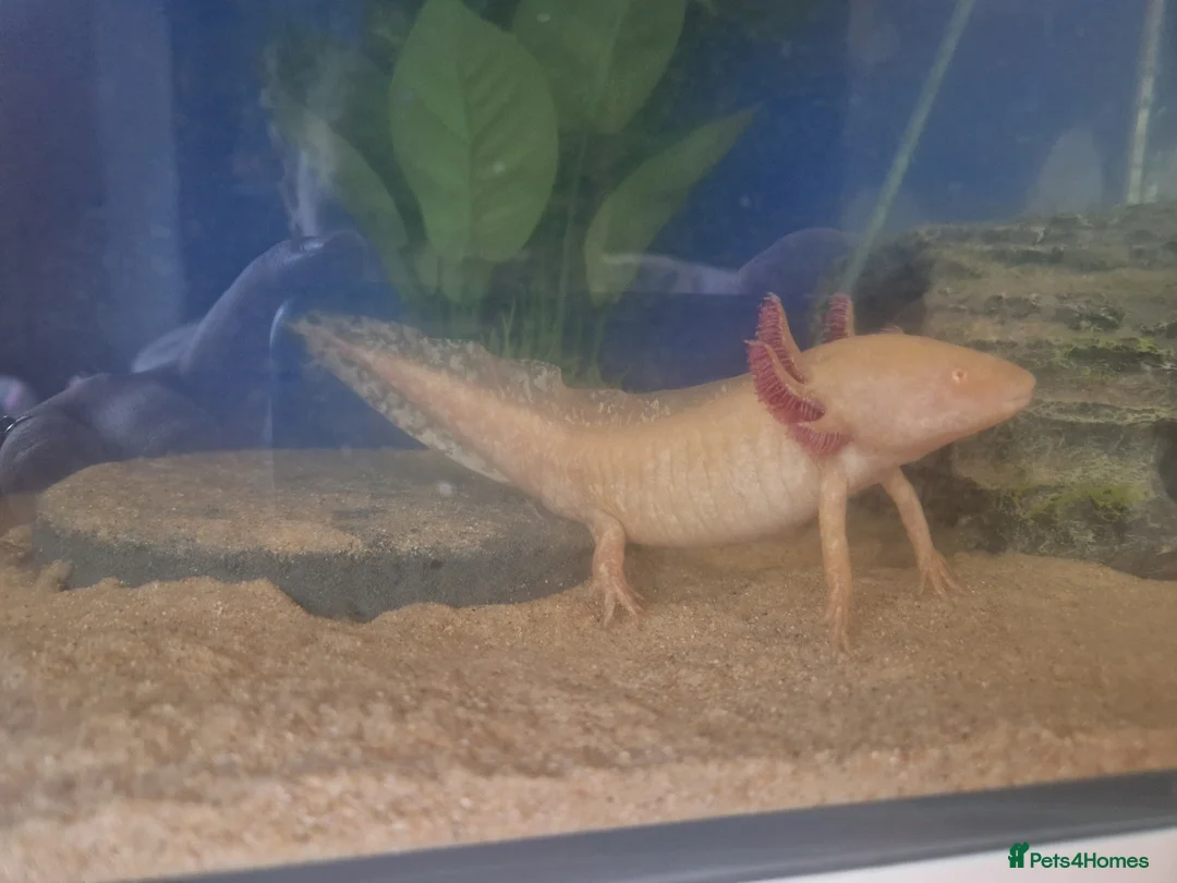 Axolotl reptiles for sale: 2x Axolotls and set up! - Advert 3