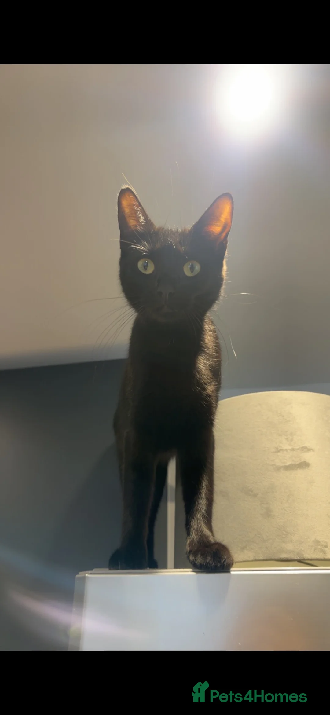 Domestic Shorthair cats for sale: 2 Sibling Cats ( 1M & 1F )  in Alfreton - Advert 2
