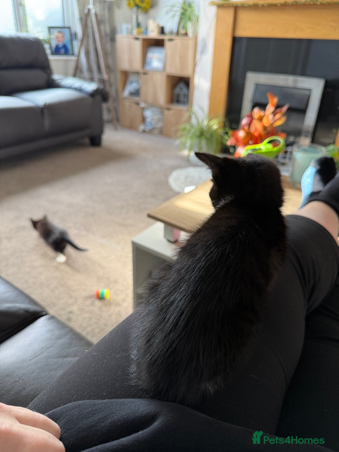 Mixed Breed cats for sale: Gorgeous 4 month old kittens  - Advert 5