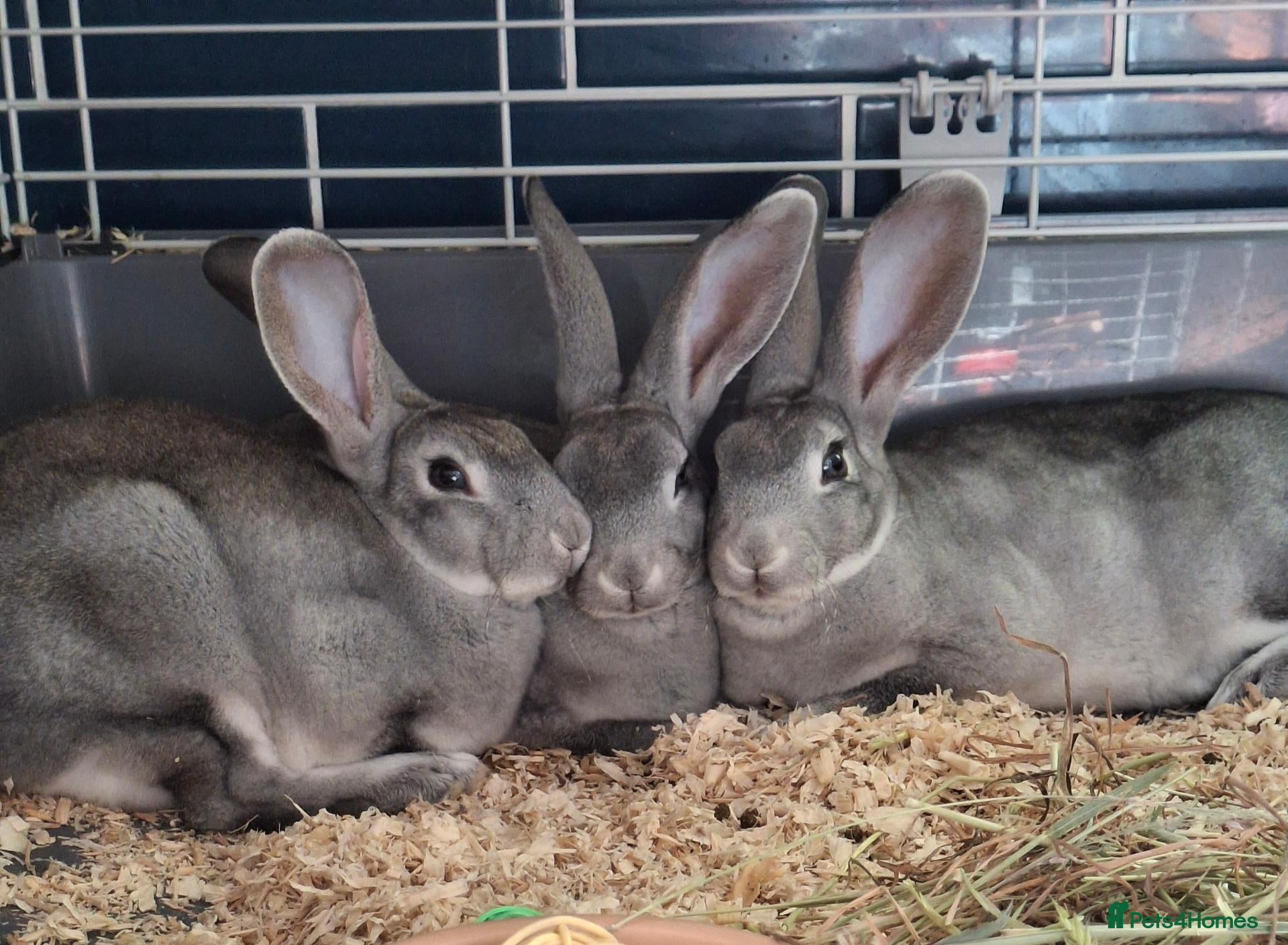 Rex rabbits Stunning chinchilla rex standard babies - Advert 6