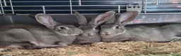 Rex rabbits for sale: Stunning chinchilla rex standard babies - Advert 1
