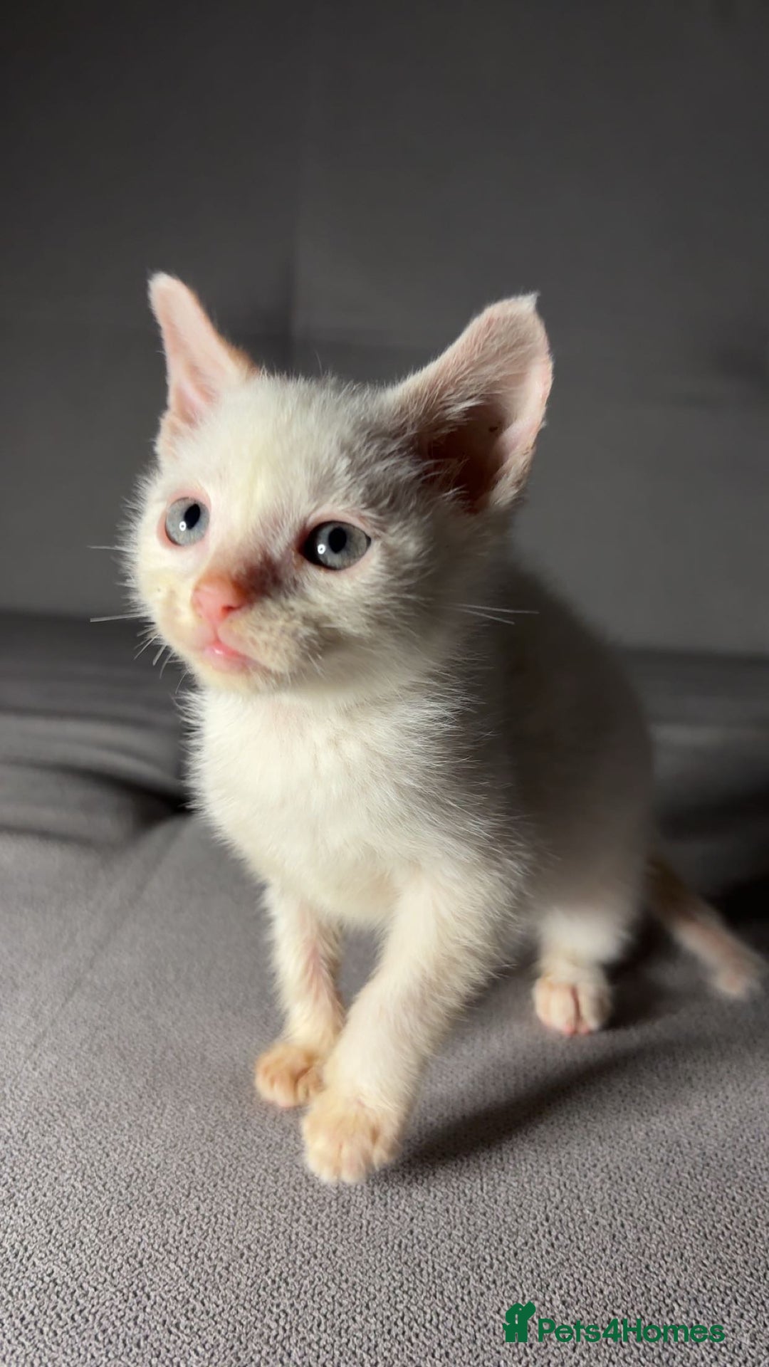 Turkish Angora cats for sale: X5 Beautiful Purebred Turkish Angora Kittens  - Advert 3