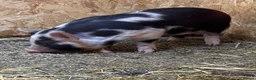 Pig livestock for sale: Miniature piglets-sandy & black/black spot - Advert 12