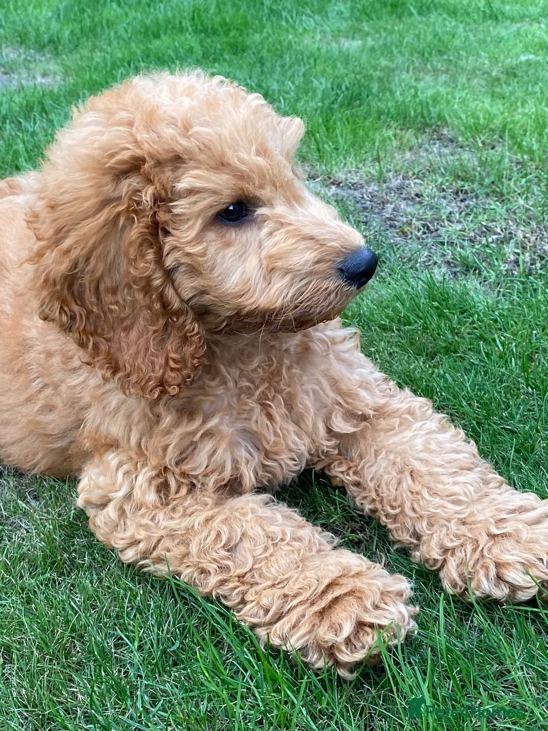 Cockapoo dogs for sale: Rehoming Cockapoo Puppy in Glasgow - Advert 3