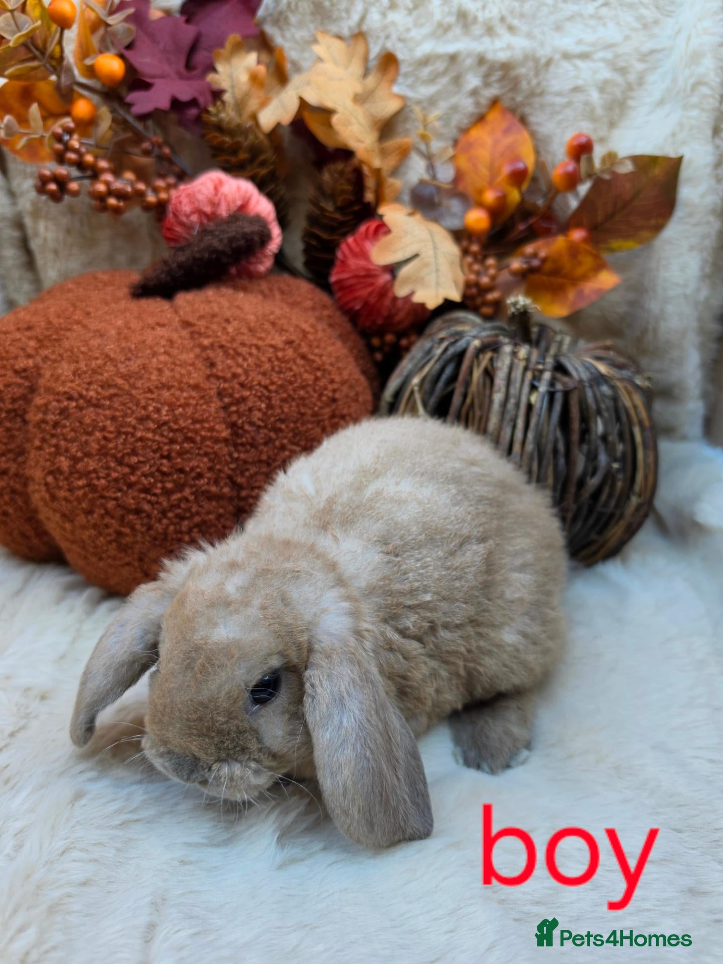 Mini Lop rabbits Gorgeous mini plush lops - Advert 1