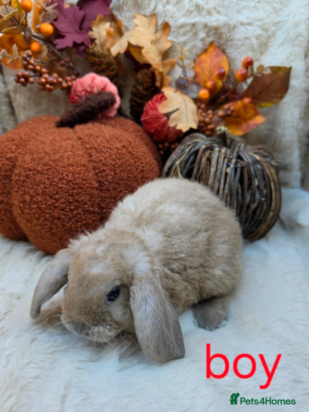Mini Lop rabbits for sale: Gorgeous mini plush lops - Advert 1