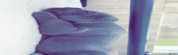 Cane Corso dogs for sale: Pure breed Cane Corso puppy’s  in Bristol - Advert 5