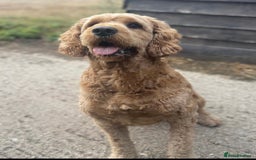 Mini Goldendoodle dogs for sale: Miniature Goldendoodle F1b Puppies - Image 6
