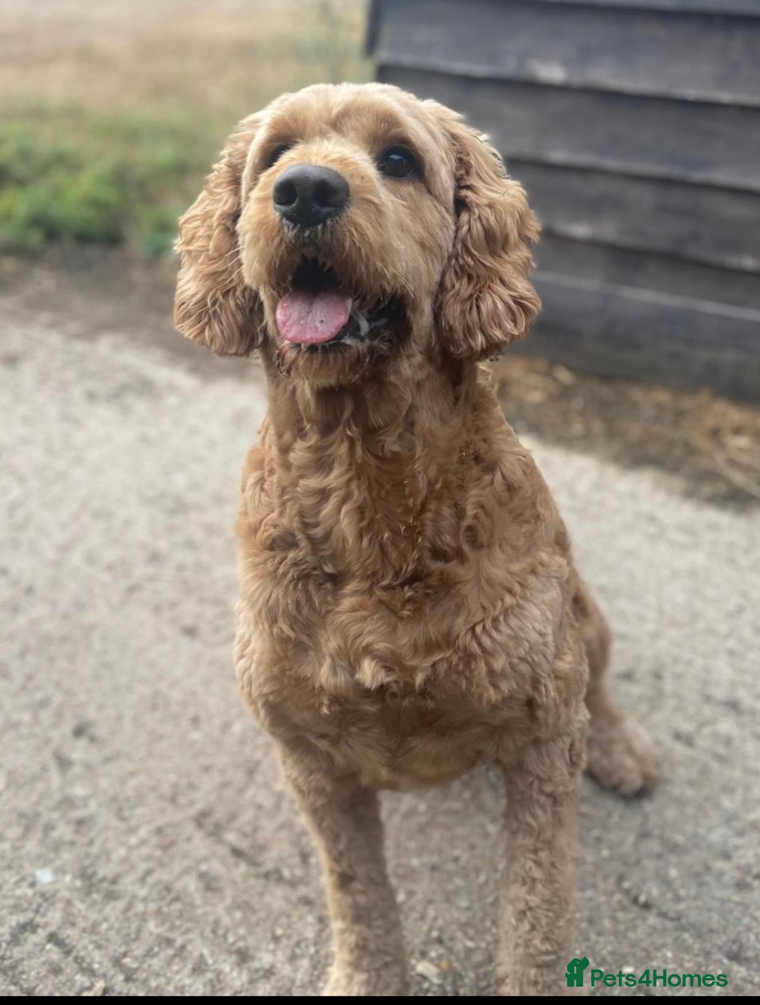 Mini Goldendoodle dogs for sale: Miniature Goldendoodle F1b Puppies - Image 6