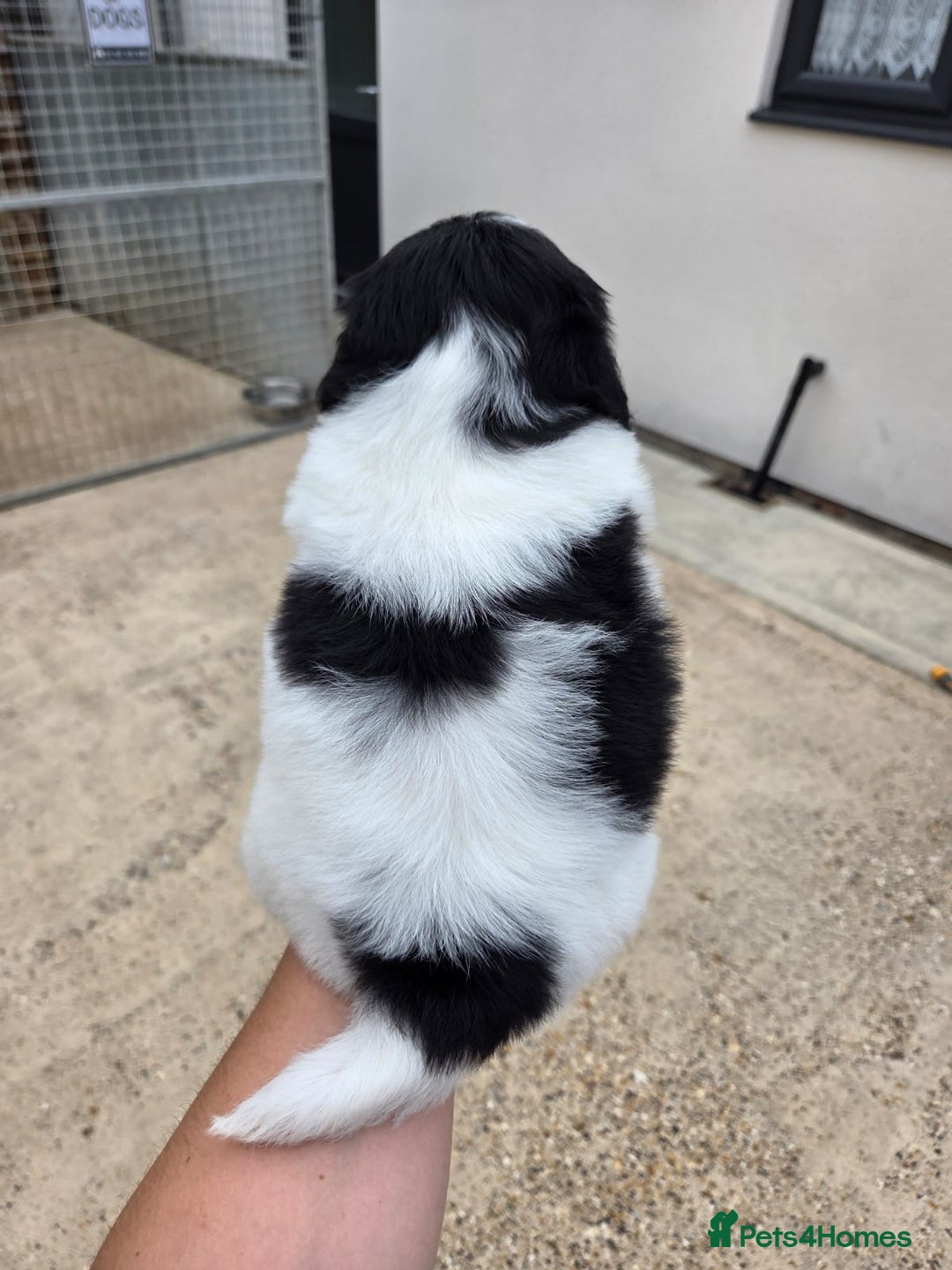 Lhasapoo dogs for sale: Lhasa Apso X  - Image 8