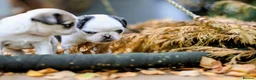 Pug dogs for sale: Panda pugs in Bishop Auckland - Advert 21