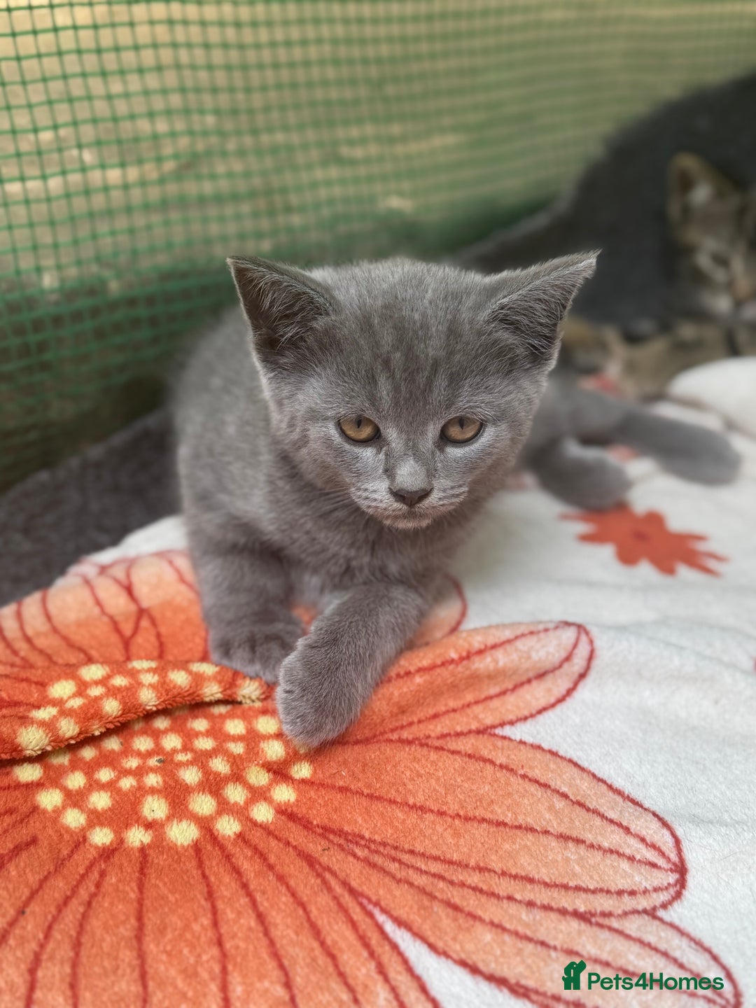 British Shorthair cats for sale: Beautiful British cat  - Image 19