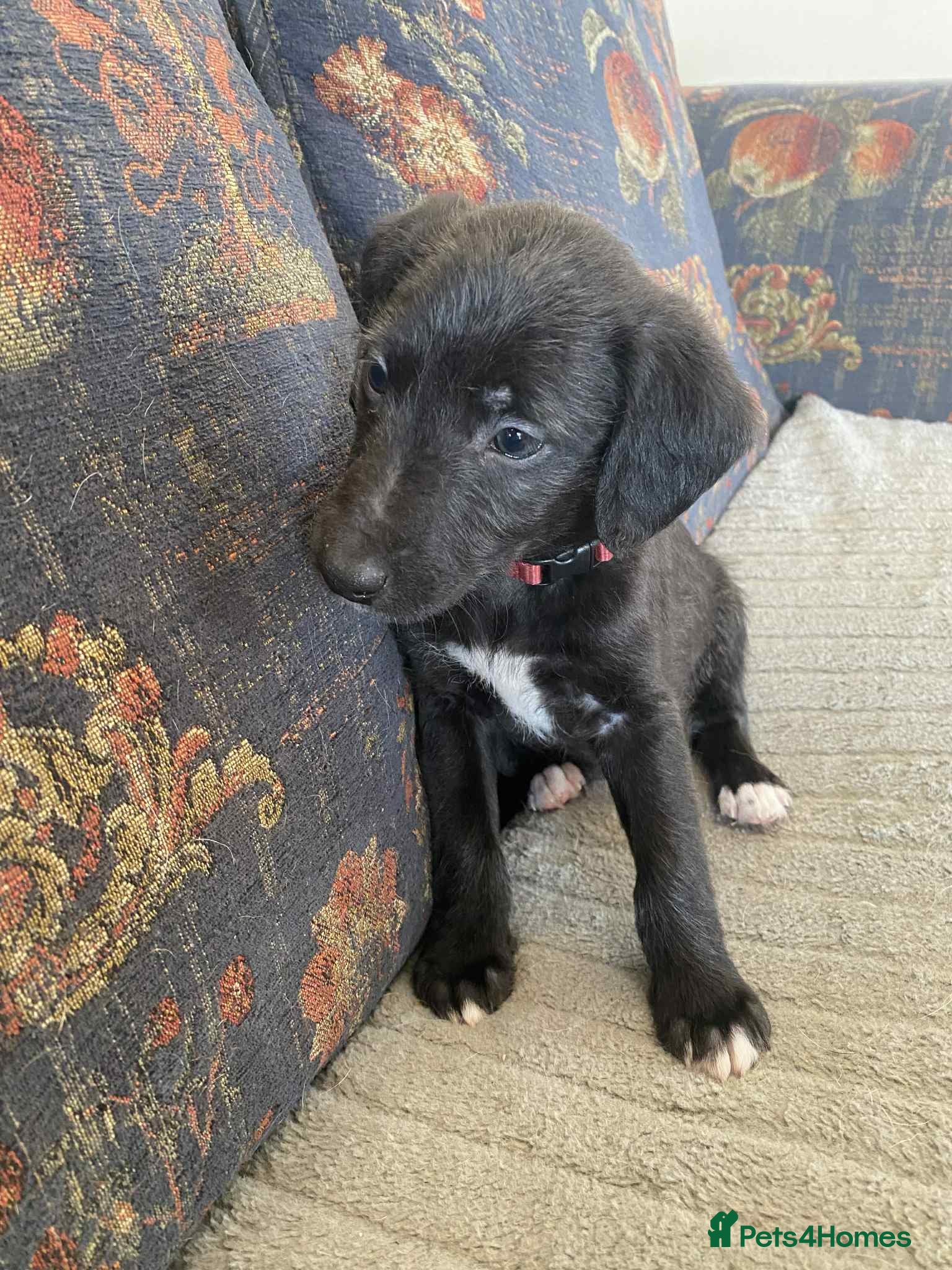 Mixed Breed dogs F1 BEDLINGTON X WHIPPETS - Advert 1