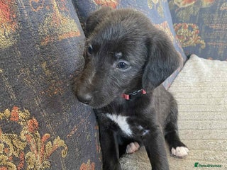 Mixed Breed dogs F1 BEDLINGTON X WHIPPETS - Advert 1