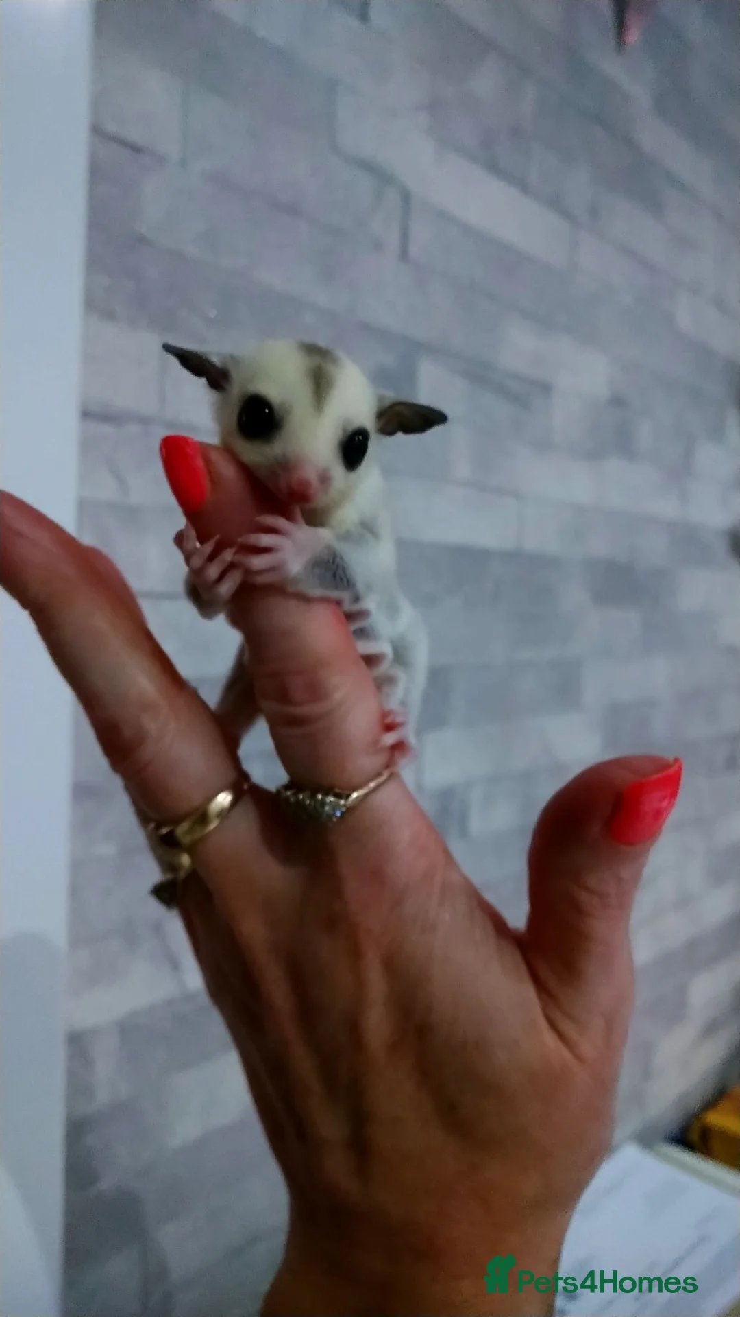 Sugar Glider rodents for sale: Stunning baby sugar gliders  - Advert 1