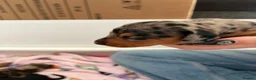 Miniature Dachshund dogs for sale: Beautiful litter of miniature dachshunds  in Sunderland - Advert 10